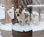 Small Photo #5 Bulldog-Unknown Mix Puppy For Sale in MIDWAY, UT, USA