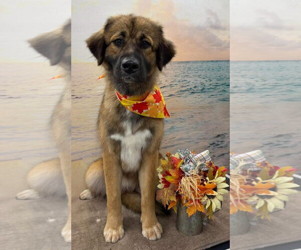 Medium Photo #1 Anatolian Pyrenees Puppy For Sale in Rustburg, VA, USA