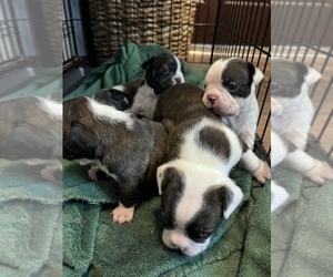 French Bulldog Puppy for sale in PUPOSKY, MN, USA