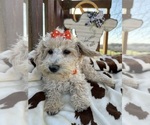Small Photo #2 Poodle (Miniature) Puppy For Sale in LANCASTER, MO, USA