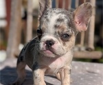 Small #7 French Bulldog