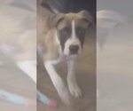Ronan - Male Mutt Dog for Adoption - Small photo
