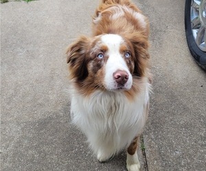 Father of the Australian Shepherd puppies born on 04/17/2025