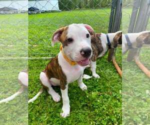 Mutt Dogs for adoption in Frankenmuth, MI, USA