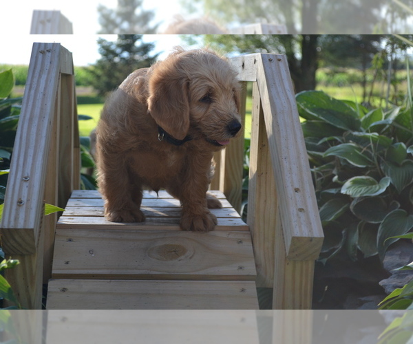 Medium Photo #2 Labradoodle Puppy For Sale in GREENWOOD, WI, USA