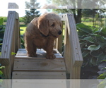 Small Photo #2 Labradoodle Puppy For Sale in GREENWOOD, WI, USA