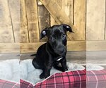 Small Photo #6 Lab-Pointer Puppy For Sale in Hillsboro, MO, USA