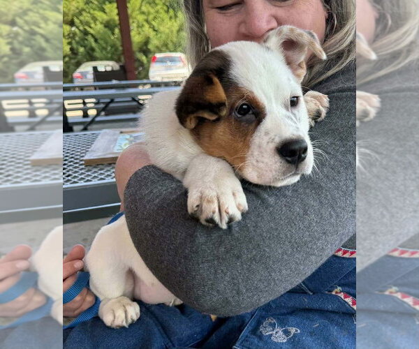 Medium Photo #3 Mutt Puppy For Sale in Candler, NC, USA