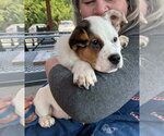 Small #2 Mutt