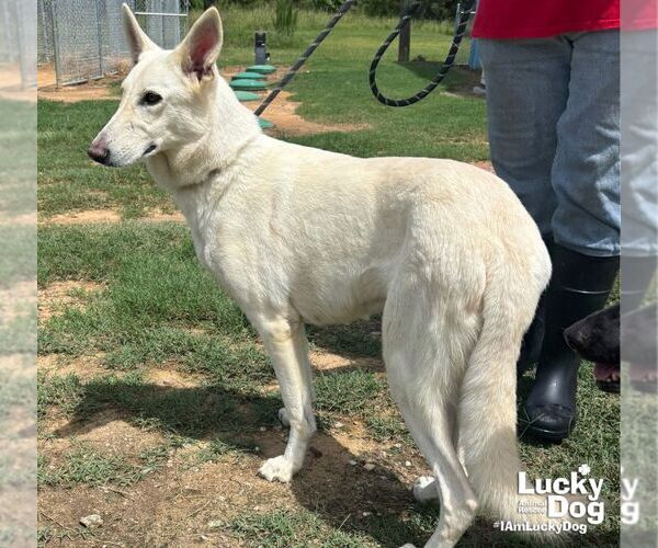 Medium Photo #3 German Shepherd Dog-Unknown Mix Puppy For Sale in Washington, DC, USA