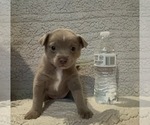 Small #3 Australian Shepherd-Pomeranian Mix