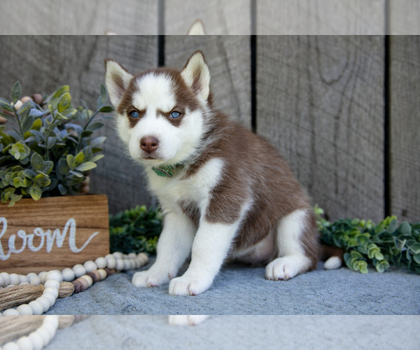 Medium Photo #3 Siberian Husky Puppy For Sale in SHREVE, OH, USA