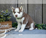 Small Photo #16 Siberian Husky Puppy For Sale in SHREVE, OH, USA