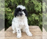 Image preview for Ad Listing. Nickname: Poppy