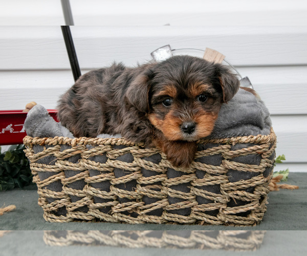 Medium Photo #1 YorkiePoo Puppy For Sale in BERNE, IN, USA