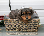 Puppy Tobin YorkiePoo