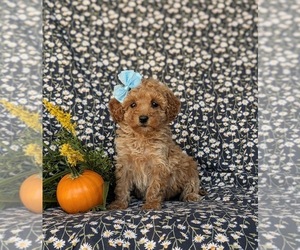 Poodle (Miniature) Puppy for sale in LEOLA, PA, USA
