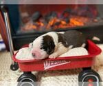 Small Photo #9 Saint Bernard Puppy For Sale in KALEVA, MI, USA