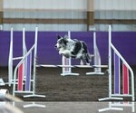 Small #7 Border Collie
