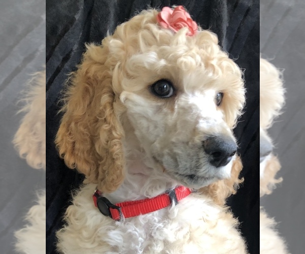 Medium Photo #2 Poodle (Standard) Puppy For Sale in OCEAN PARK, WA, USA