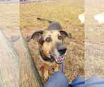 Small #1 German Shepherd Dog Mix