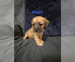 Small #1 Jack Russell Terrier Mix