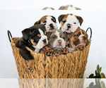 Small Photo #9 English Bulldog Puppy For Sale in CORONA, CA, USA