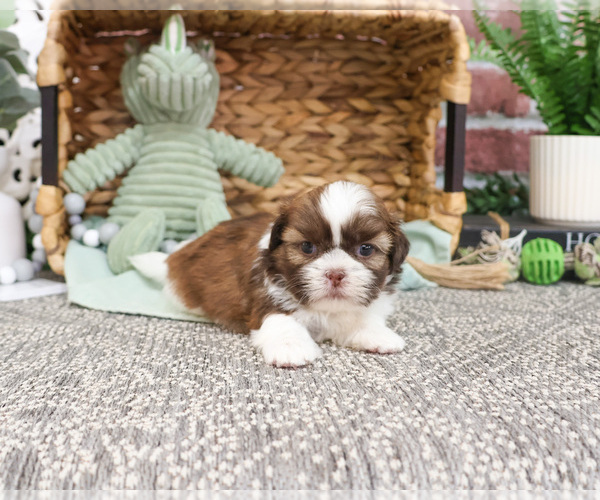 Medium Photo #7 Shih Tzu Puppy For Sale in SYRACUSE, IN, USA