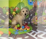 Small Photo #3 Golden Retriever Puppy For Sale in HOUSTON, TX, USA