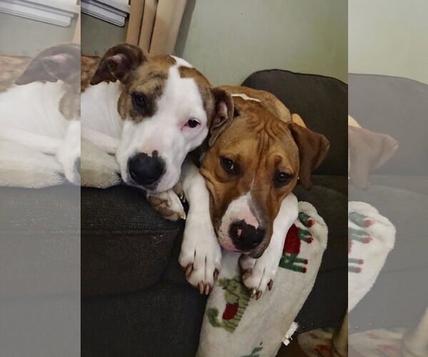 Medium Photo #2 American Pit Bull Terrier-Unknown Mix Puppy For Sale in Germantown, OH, USA