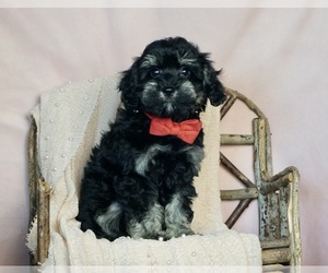 Schnoodle (Miniature) Puppy for sale in WARSAW, IN, USA