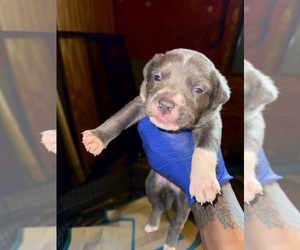 Medium American Bully