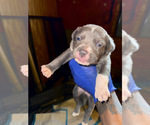 Puppy Puppy 3 American Bully
