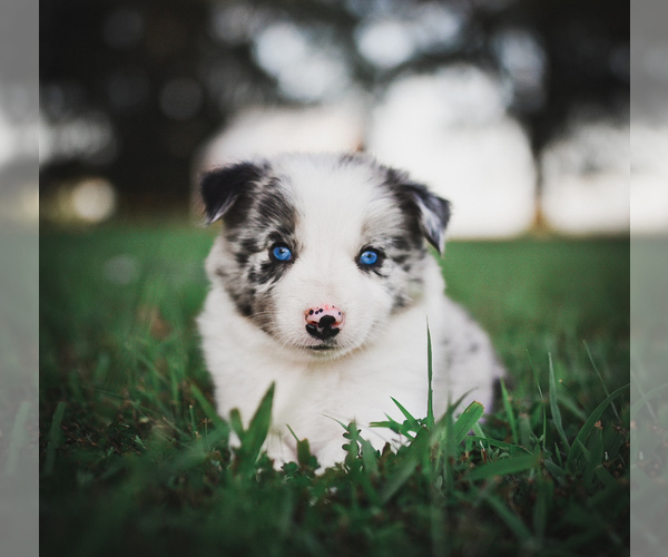 Medium Photo #27 Border Collie Puppy For Sale in STRAFFORD, MO, USA