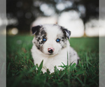Small Photo #27 Border Collie Puppy For Sale in STRAFFORD, MO, USA