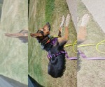 Small #4 Australian Shepherd-German Shepherd Dog Mix