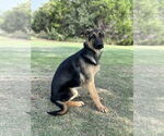 Small #4 German Shepherd Dog