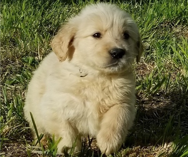 Medium Photo #1 Golden Retriever Puppy For Sale in TWIN FALLS, ID, USA