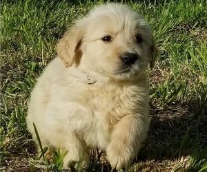 Golden Retriever Puppy for sale in TWIN FALLS, ID, USA