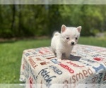 Small #2 Pomsky