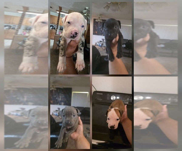 Medium Photo #1 Rottweiler-American Pit Bull Terrier Puppy For Sale in KILLEEN, TX, USA