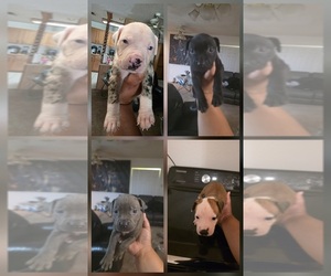 Rottweiler-American Pit Bull Terrier Puppy for sale in KILLEEN, TX, USA
