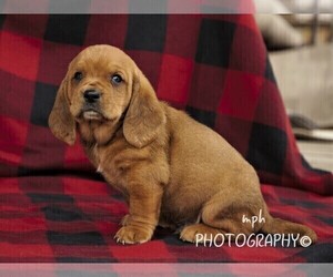 Basset Hound Puppy for sale in LIBERTY, KY, USA