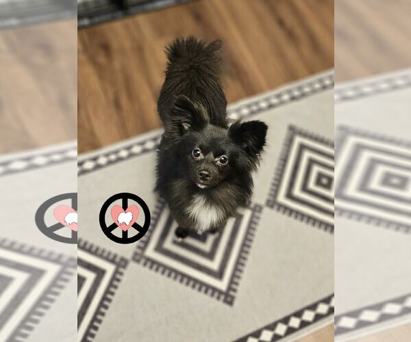 Medium Photo #3 Pomeranian-Unknown Mix Puppy For Sale in Lebanon, PA, USA
