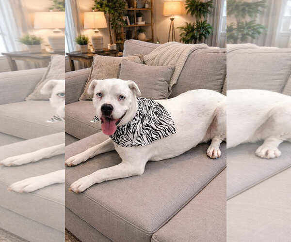 Medium Photo #1 Mutt Puppy For Sale in Shelburne, VT, USA