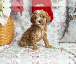 Puppy Allie Poodle (Miniature)