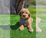 Image preview for Ad Listing. Nickname: Mini knox