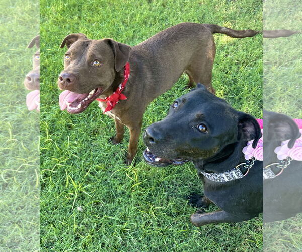 Medium Photo #3 American Staffordshire Terrier-Unknown Mix Puppy For Sale in Phoenix, AZ, USA