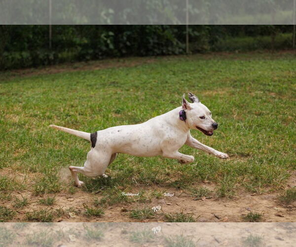 Medium Photo #2 American Pit Bull Terrier-Unknown Mix Puppy For Sale in Germantown, OH, USA