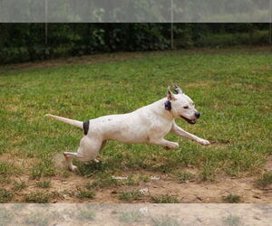 Vally - Female American Pit Bull Terrier-Unknown Mix Dog for Adoption - Photo #2